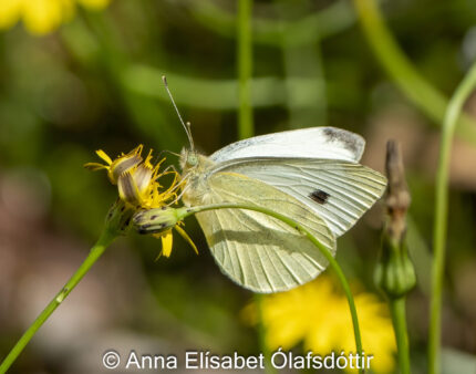 Náttfiðrildi, Ástralía